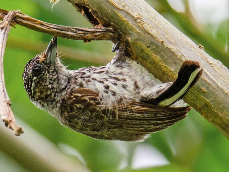 Piculet ocelado, Fotos 2