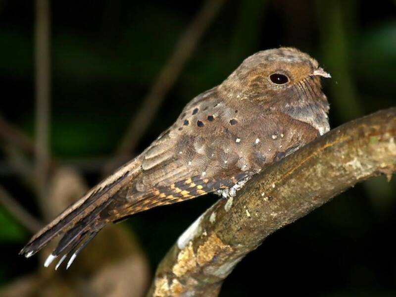 Ocellated Poorwill, Photos 3