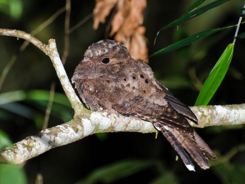 Ocellated Poorwill, Photos 2
