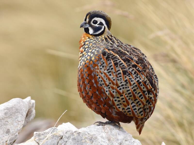 Quaglia ocellata, Foto 4
