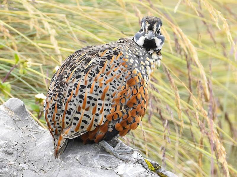 Quaglia ocellata, Foto 2
