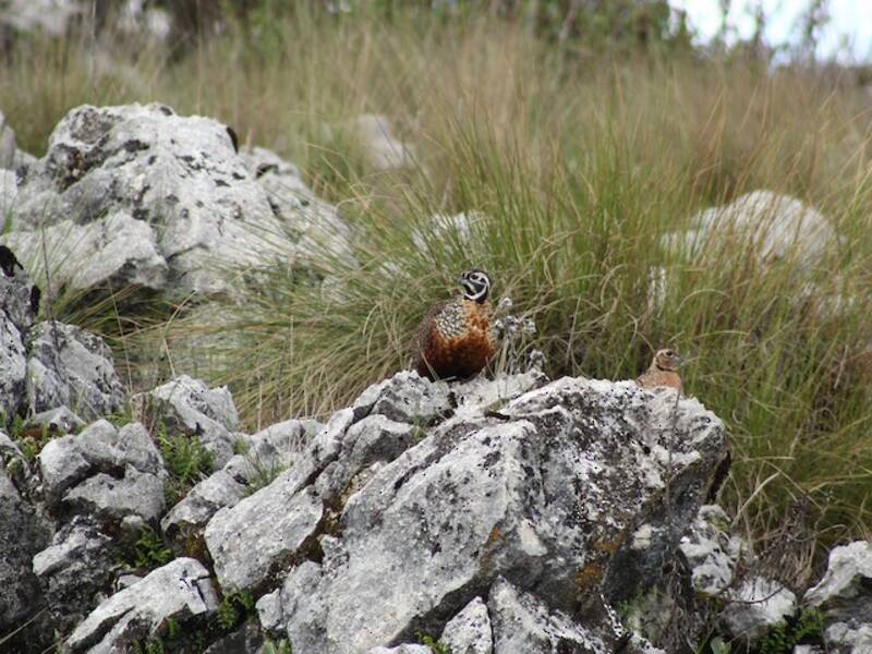 Quaglia ocellata, Foto 3