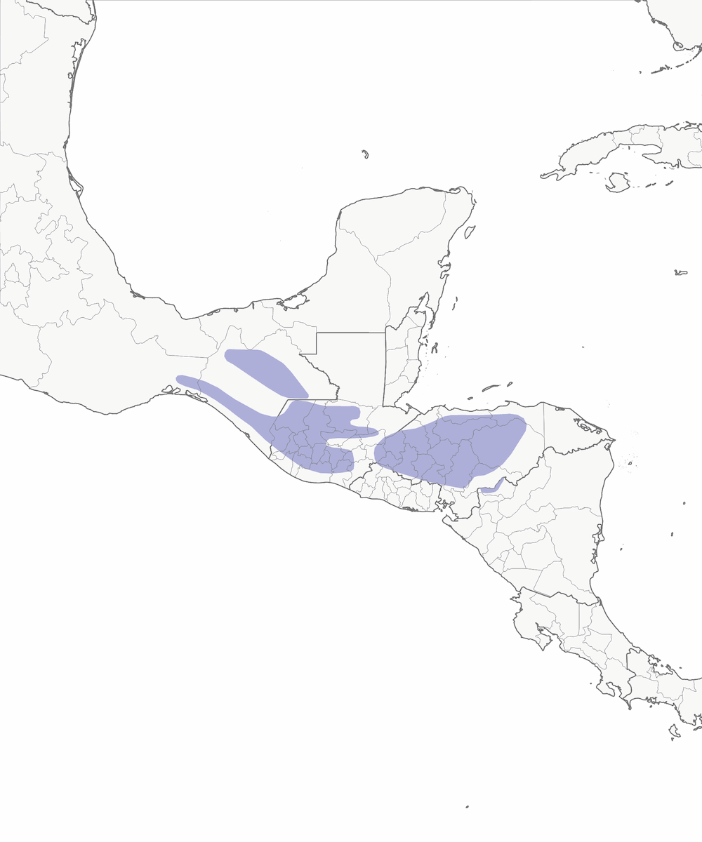 Quaglia ocellata, Distribuzione 1