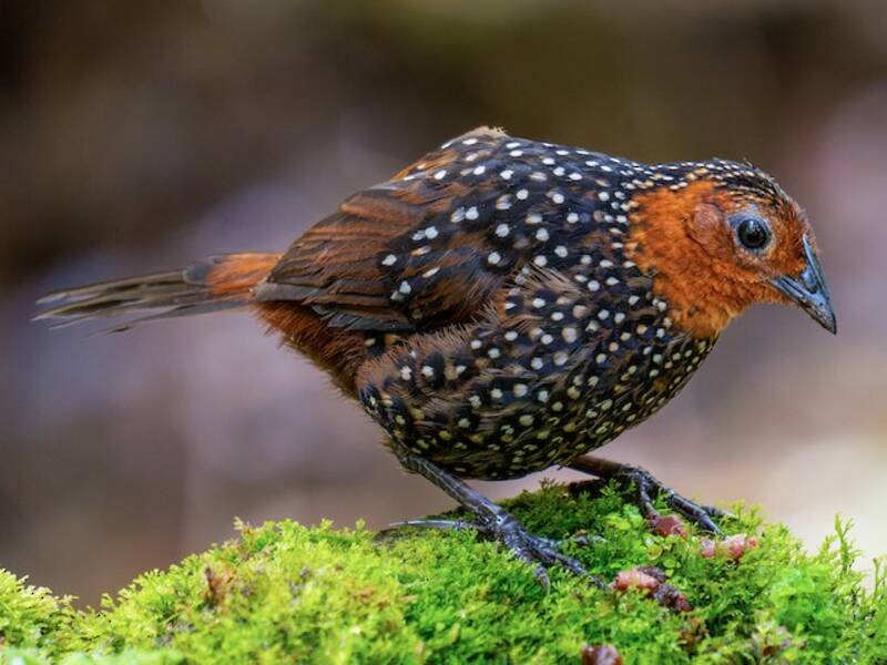 Ocellated Tapaculo