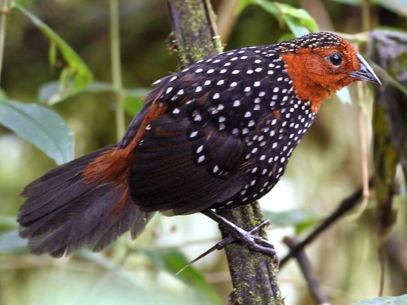 Tapaculo ocellé, Photos 3