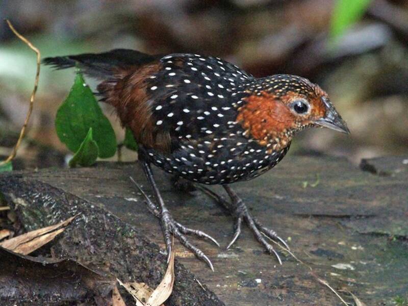 Tapaculo ocellé, Photos 2