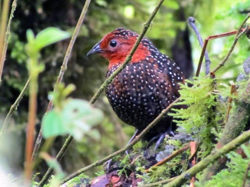 Tapaculo ocellé, Photos 4