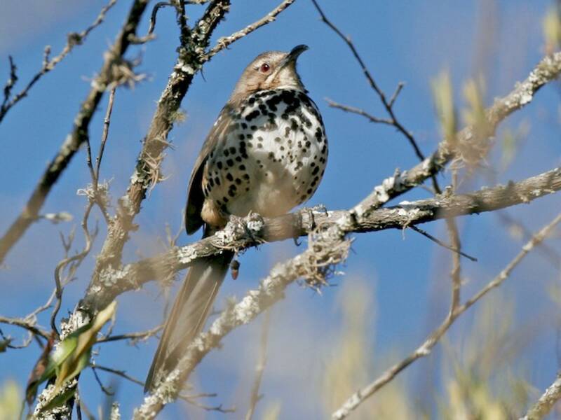 Ocellated Thrasher