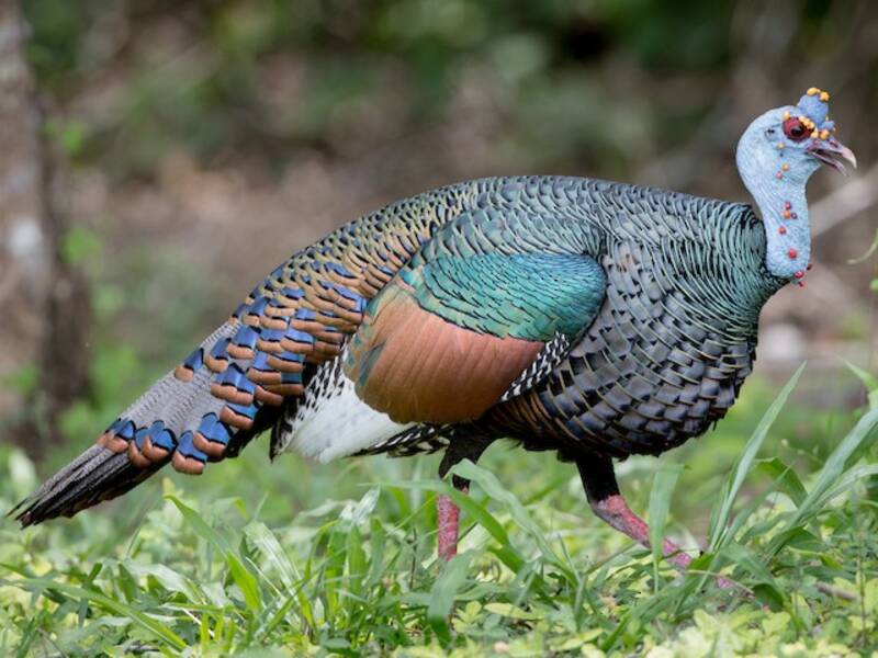 Pavo ocelado