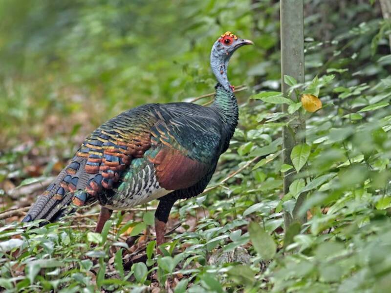 Pavo ocelado, Fotos 2