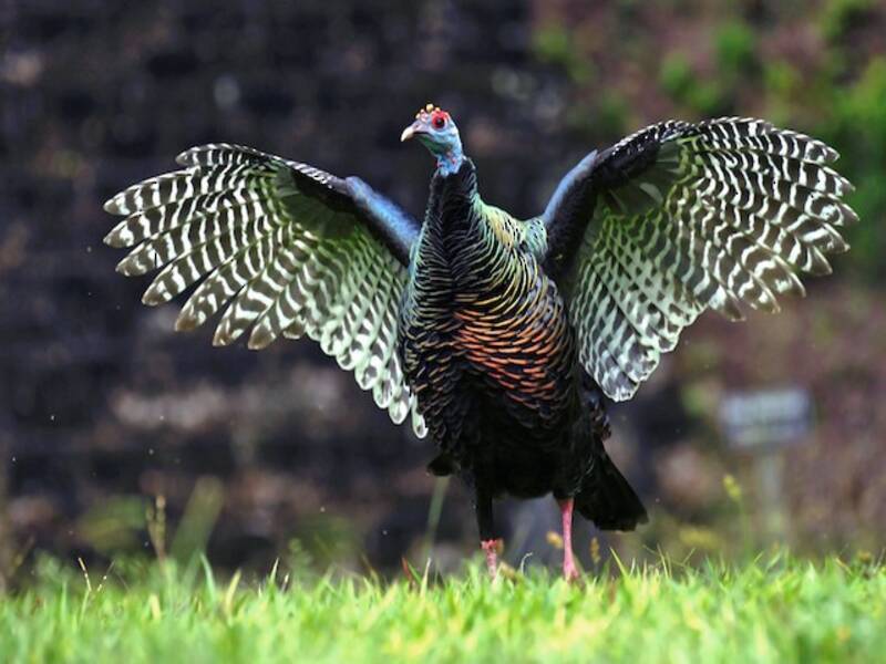 Pavo ocelado, Fotos 4