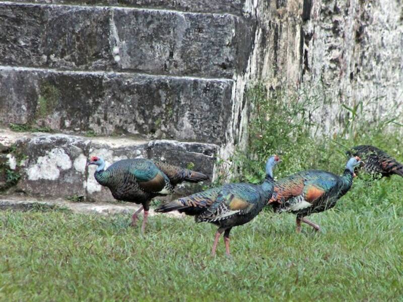 Pavo ocelado, Fotos 3