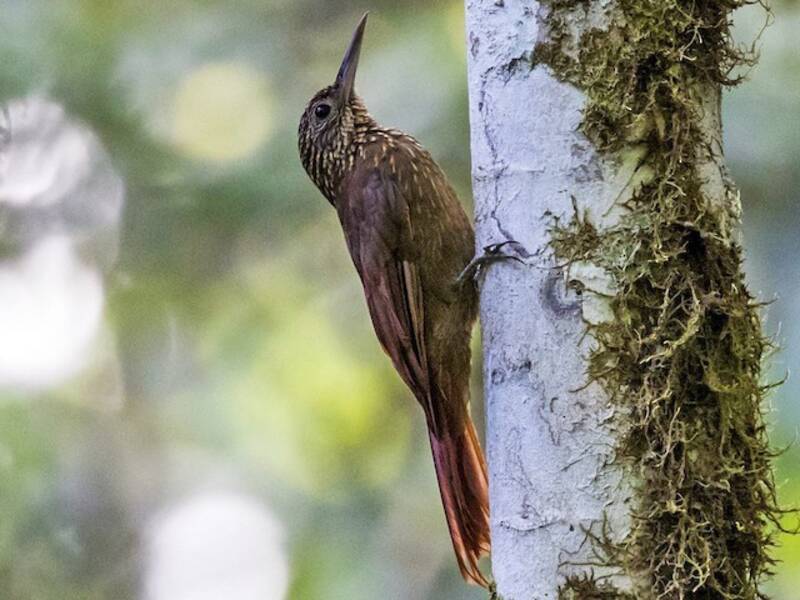 Ocellated Woodcreeper (Xiphorhynchus ocellatus)