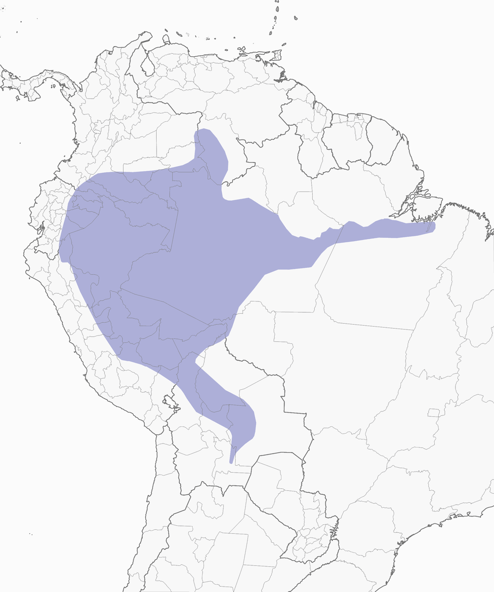 Trepatroncos Ocelado, Distribución 1