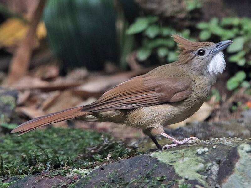 Bulbul ocré, Photos 3