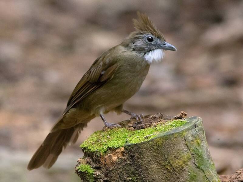 Ochraceous Bulbul