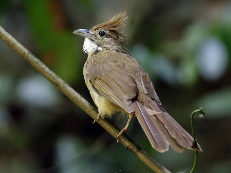 Bulbul ocré, Photos 2