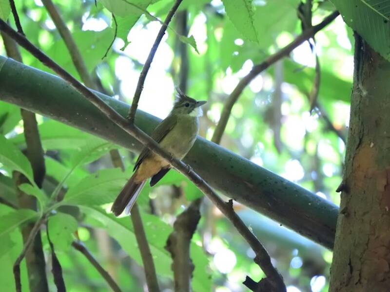 Bulbul ocré, Photos 4
