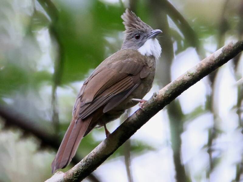 Bulbul de Penan, Fotos 4