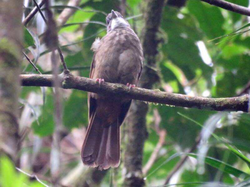 Bulbul de Penan, Fotos 2