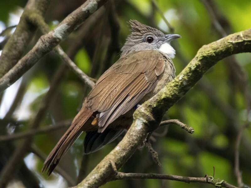 Bulbul de Penan, Fotos 3