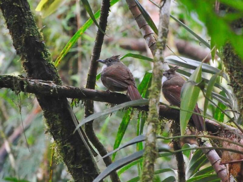 Bulbul di Penan