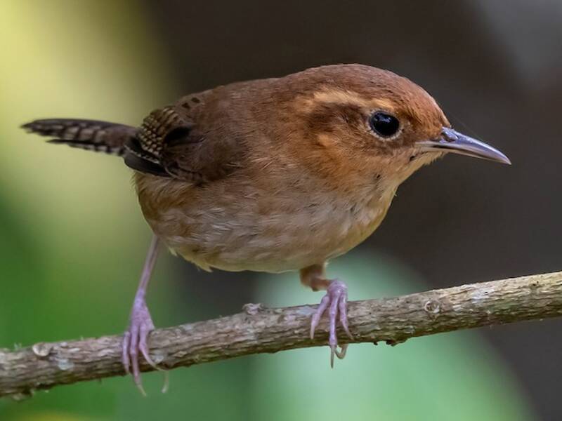 Ochraceous Wren, Photos 3