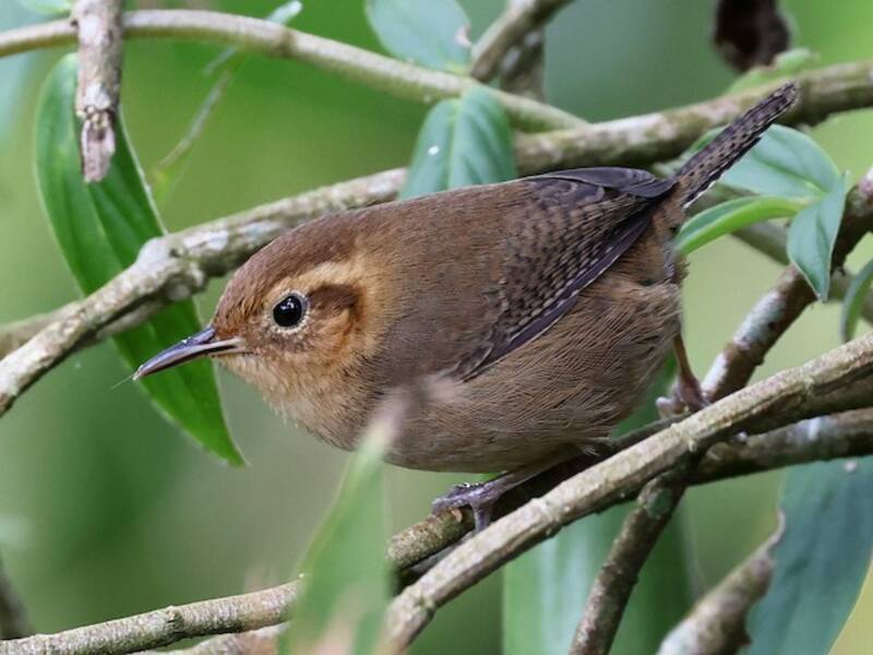 Ochraceous Wren, Photos 4