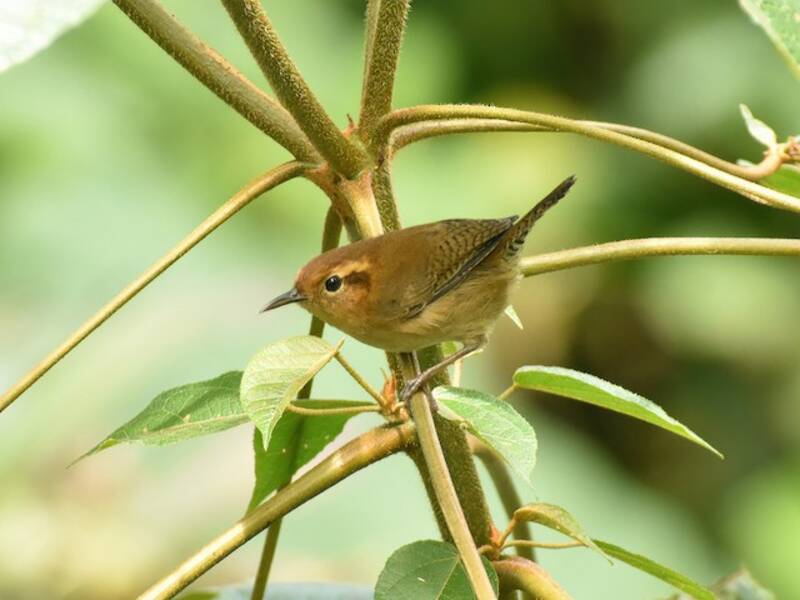Ochraceous Wren, Photos 2