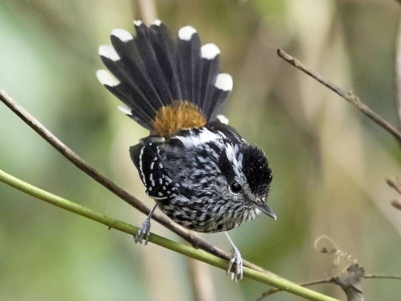 Ockerbürzel-Ameisenvogel, Fotos 2