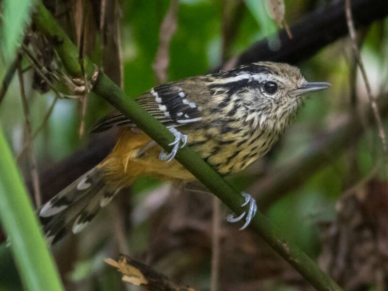 Ockerbürzel-Ameisenvogel, Fotos 3