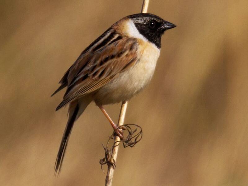 Ochre-rumped Bunting, 照片 3