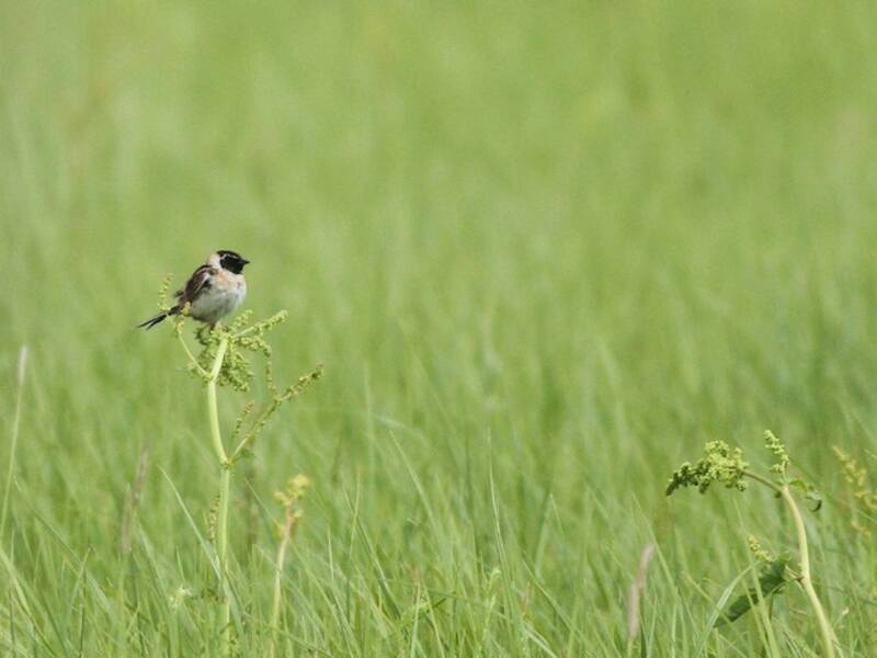 Ochre-rumped Bunting, 照片 4