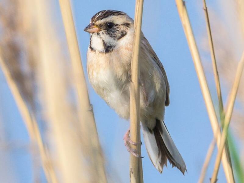 Ochre-rumped Bunting