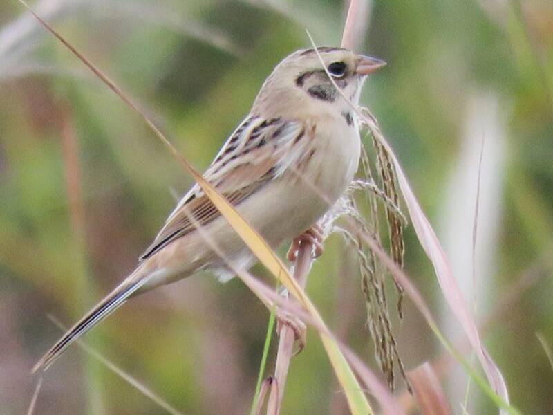 Ochre-rumped Bunting, 照片 2