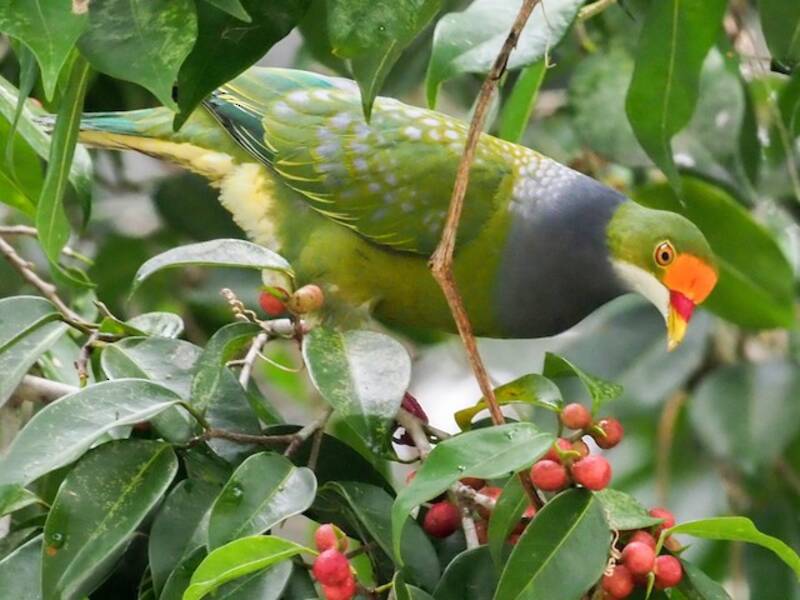 Orange-fronted Fruit-Dove, 照片 3