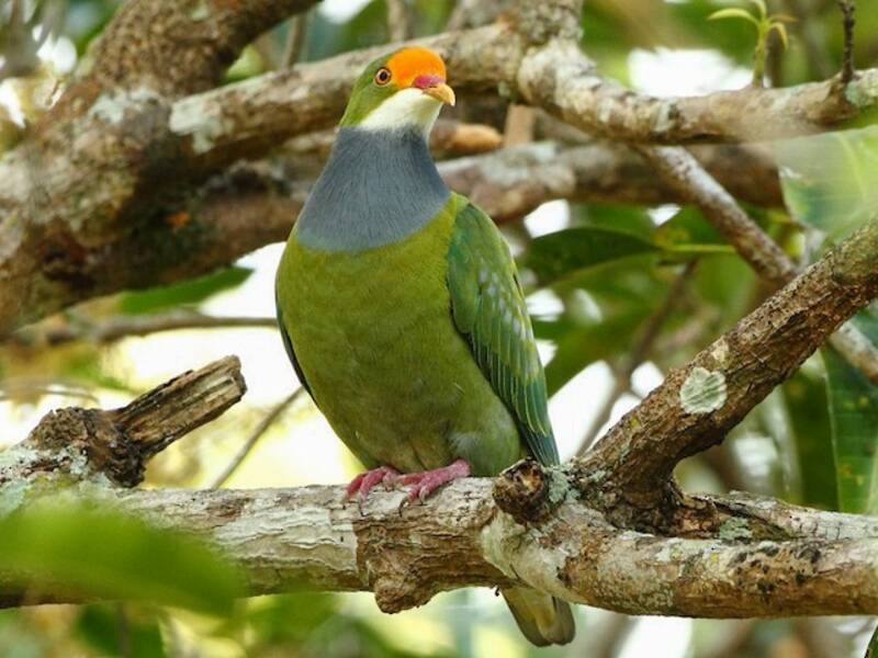 Orange-fronted Fruit-Dove, 照片 4
