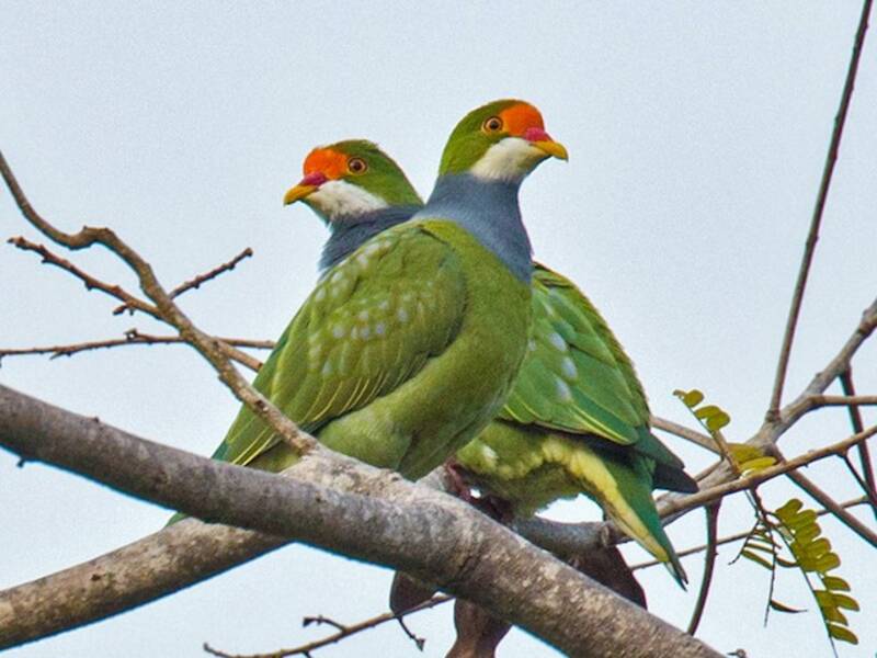 Orange-fronted Fruit-Dove