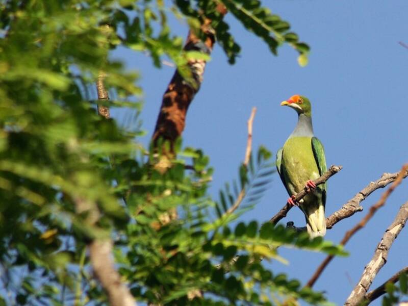 Orange-fronted Fruit-Dove, 照片 2