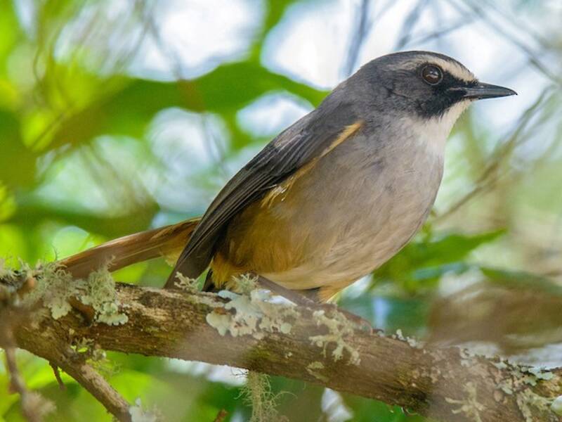 Olive-flanked Robin-Chat