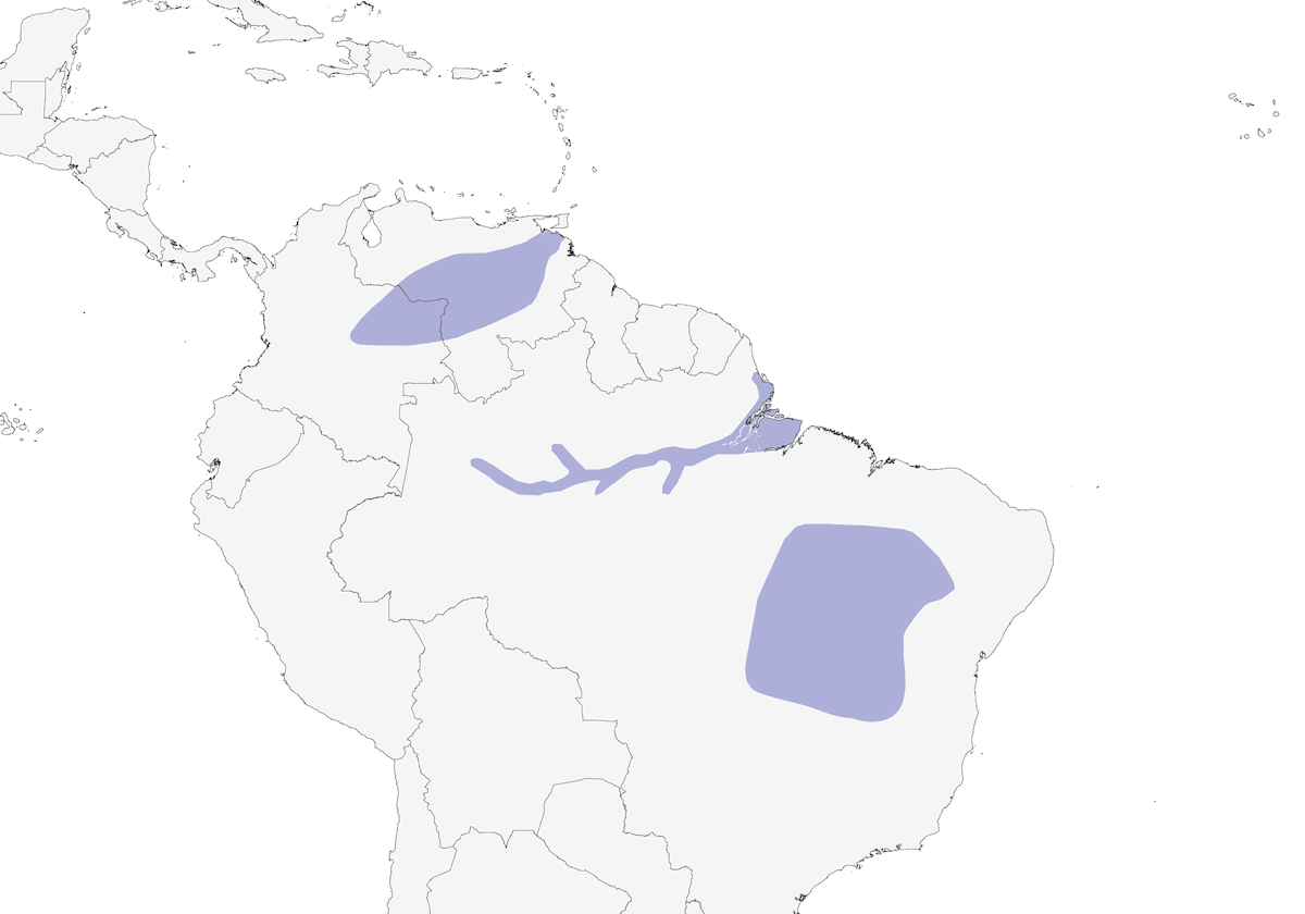 Sicale à front orangé, Distribution 1