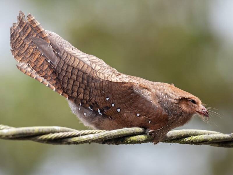 Oilbird, 照片 4