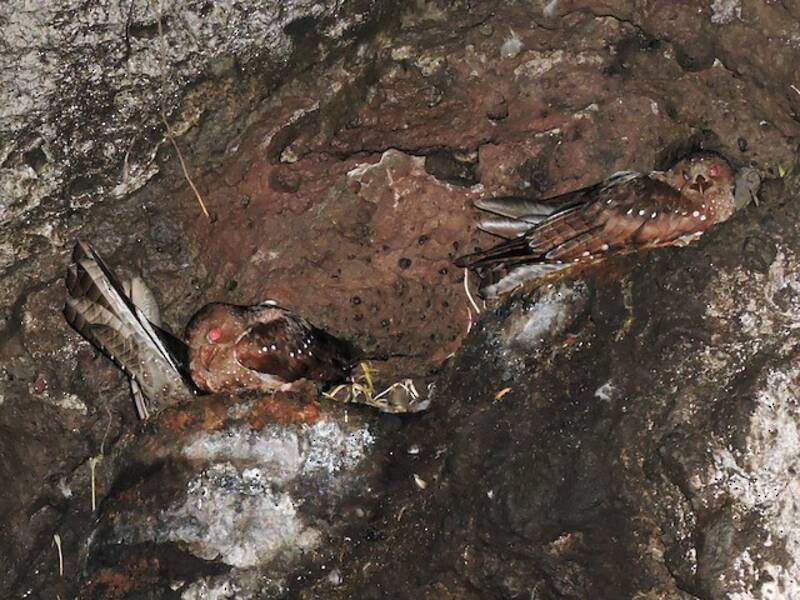 Oilbird, 照片 2