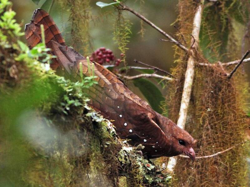 Oilbird, 照片 3
