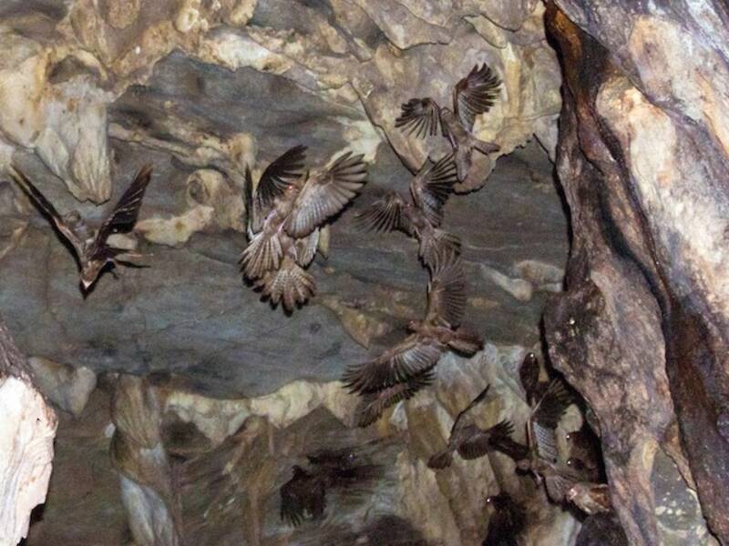 Oilbird (Steatornis caripensis)