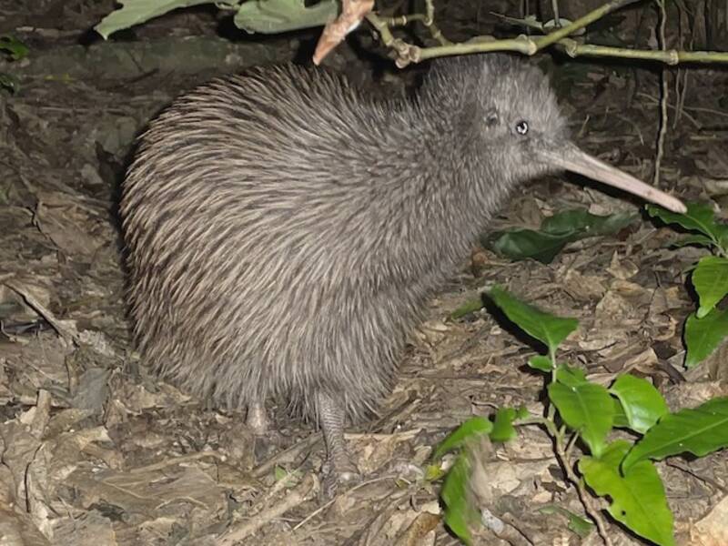Kiwi bruno di Okarito, Foto 2
