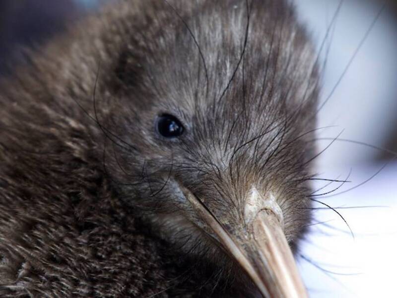 Kiwi bruno di Okarito