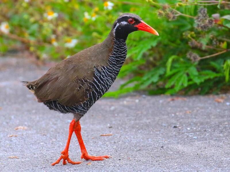 Okinawa Rail, 照片 4