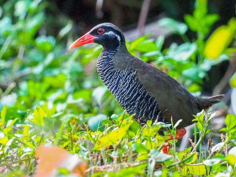 Okinawa Rail, 照片 3
