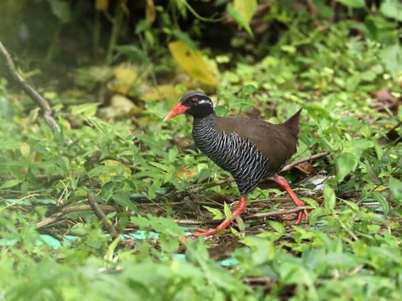 Okinawa Rail, 照片 2